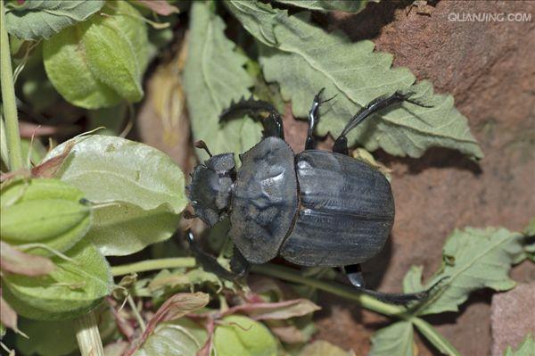  p>蜣螂(qiāng láng,英文dung beetle)俗称屎壳郎(shǐ ke làng)