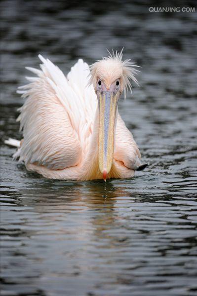  p>白鹈鹕(学名: i>pelecanus onocrotalus /i>),俗名又称 a target="