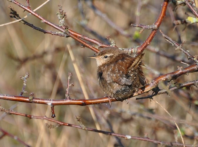  p>冬鹪鹩高加索亚种(学名: i>troglodytes troglodytes hyrcanus /i>