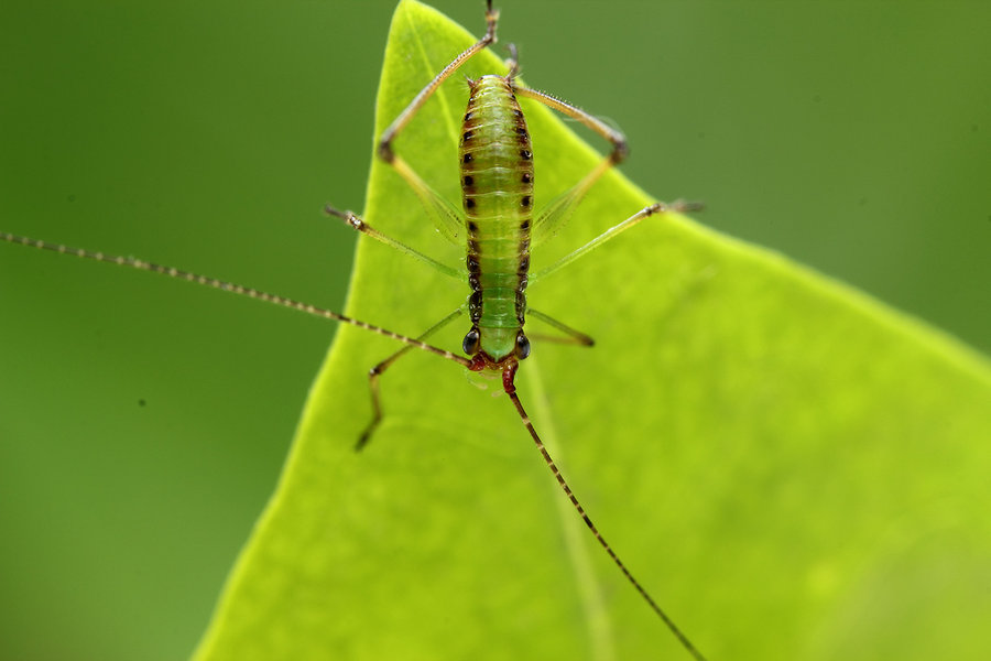 denticulata ebner /i>)是属于昆虫纲,直翅目,露螽科的一种昆虫