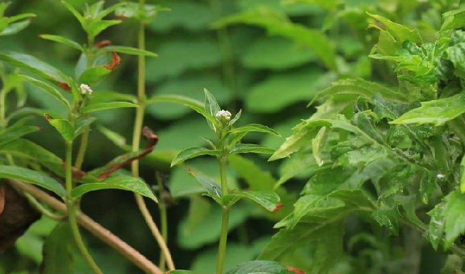  p>红芽大戟属(学名: b>knoxia /b>&nbsp;l.