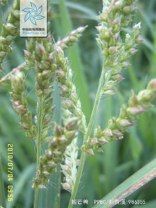  p>短芒稗( a href="#" data-lemmaid="8074290">学名 /a>