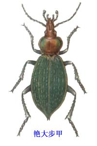 艳大步甲