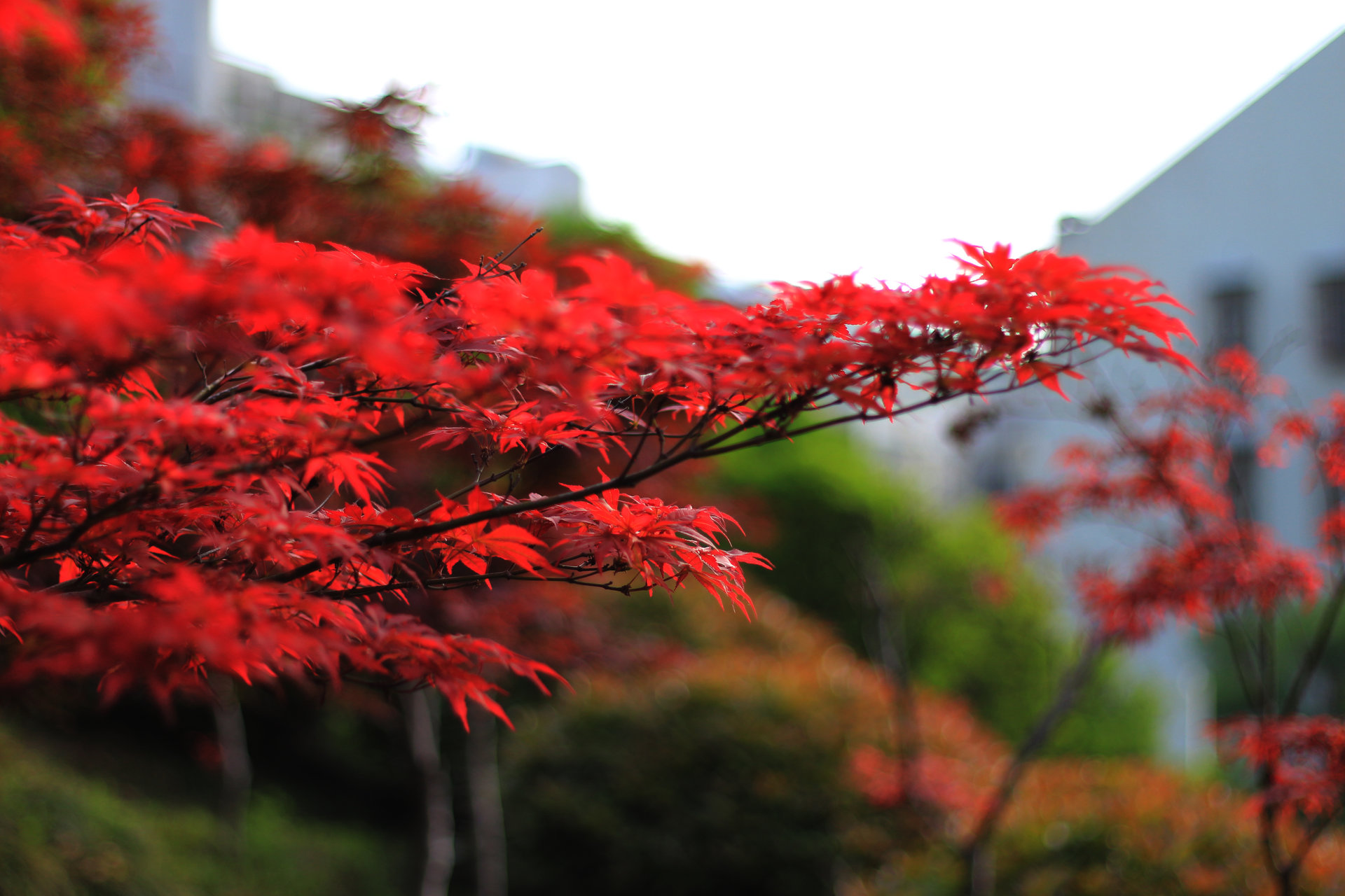 ="/item/中心纲">中心纲 /a>,合形藻目或中心硅藻目,直链藻科的一属