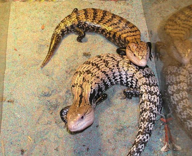 印尼蓝舌石龙子