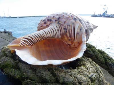  p> a target="_blank" href="/item/万宝螺/4857348" data-lemmaid="