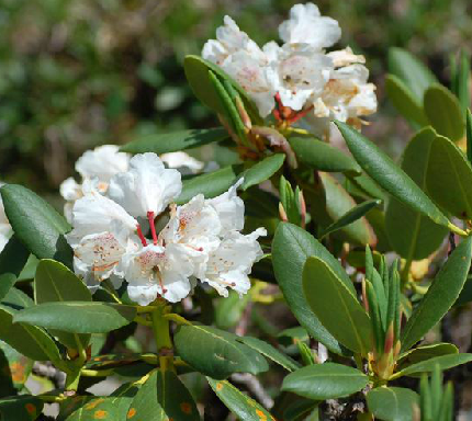 为杜鹃花科杜鹃属植物陇蜀杜鹃 i>rhododendronprzewalskii /i>maxim.