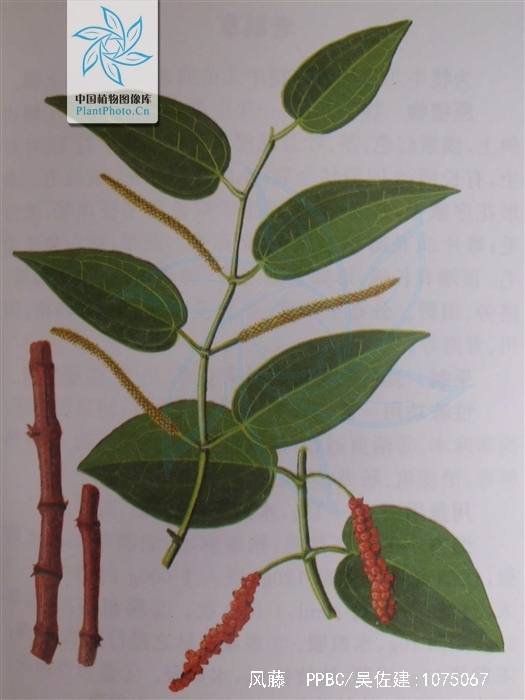  p>海风藤,中药名.