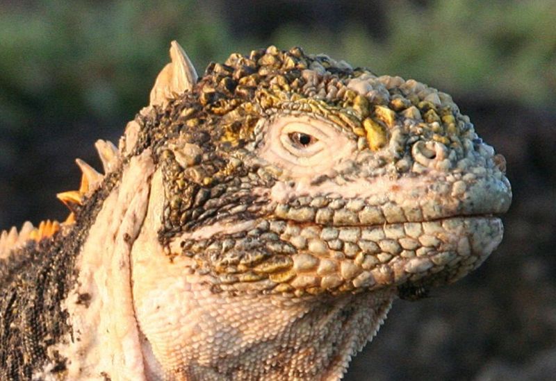  p>加拉帕戈斯陆鬣蜥(学名: i>conolophus subcristatus /i>):体重达