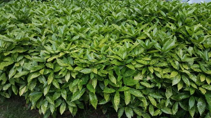  p>花叶青木(学名: i>aucuba japonica /i> thunb. var.