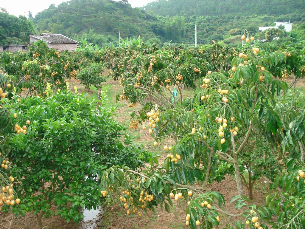  p>山黄皮属( a href="#" data-lemmaid="8074