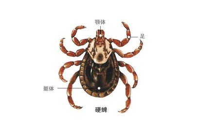 鸡蜱螨病