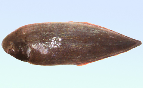  p>短吻红舌鳎,学名: i>cynoglossus joyneri  /i>(günther, 1878)