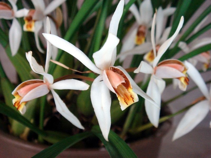  p>禾叶贝母兰(学名: i>coelogyne viscosa /i>  rchb. f.