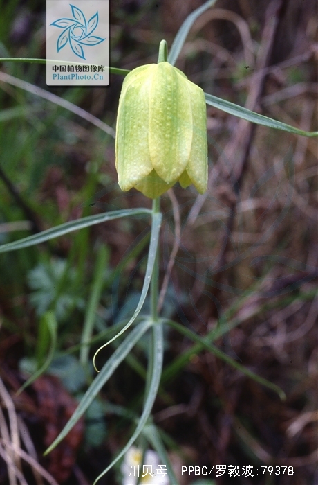  p>川贝母(学名: i>fritillaria cirrhosa /i> d.