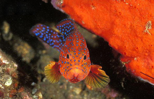  p>青星九棘鲈 (学名: i>cephalopholis miniata /i>)是鮨科,九棘鲈属