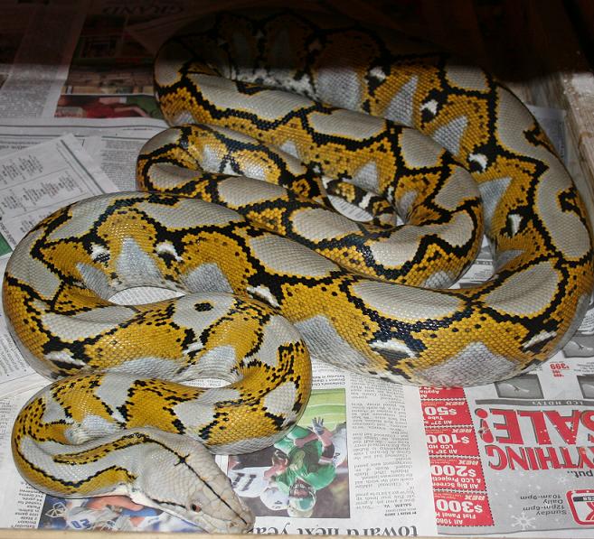  p>网纹蟒(拉丁文名:reticulated python)又称为 a target="_blank"