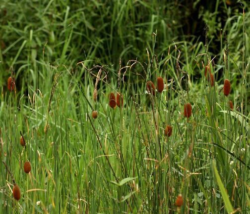  p>小香蒲(学名: i>typha minima /i>  funck),是 a target="_blank"