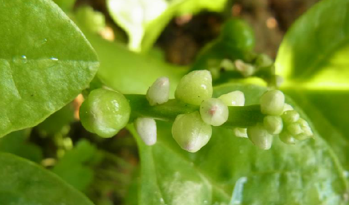  p>落葵属(学名:basella l.)是落葵科落葵属一年生或二年生缠绕草本.