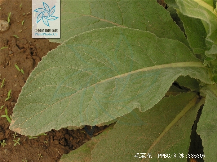 主治肺炎,慢性阑尾炎,疮毒,跌