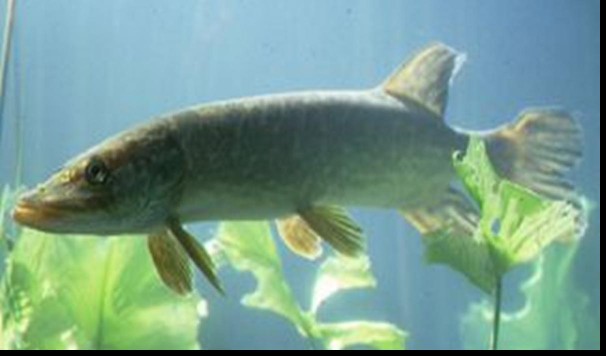  p>黑斑狗鱼(学名: i>esox reicherti /i>),为狗鱼科.