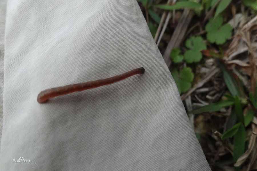  p>山蛭俗称旱 a target="_blank" href="/item/蚂蟥">蚂蟥 /a>,,蛭纲