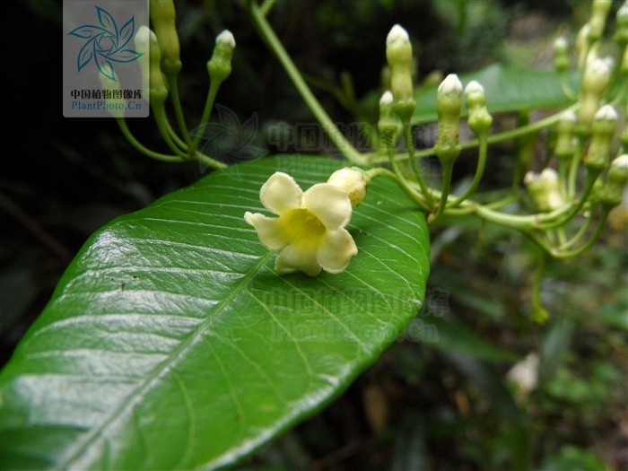  p> a target="_blank" href="/item/毛药藤">毛药藤 /a>;拉丁文名