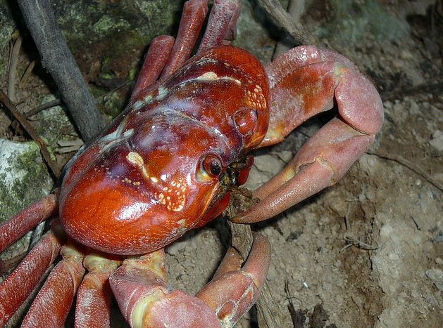  p>圣诞岛红蟹(学名: i>gecarcoidea natalis /i>)的身体分为头胸部与