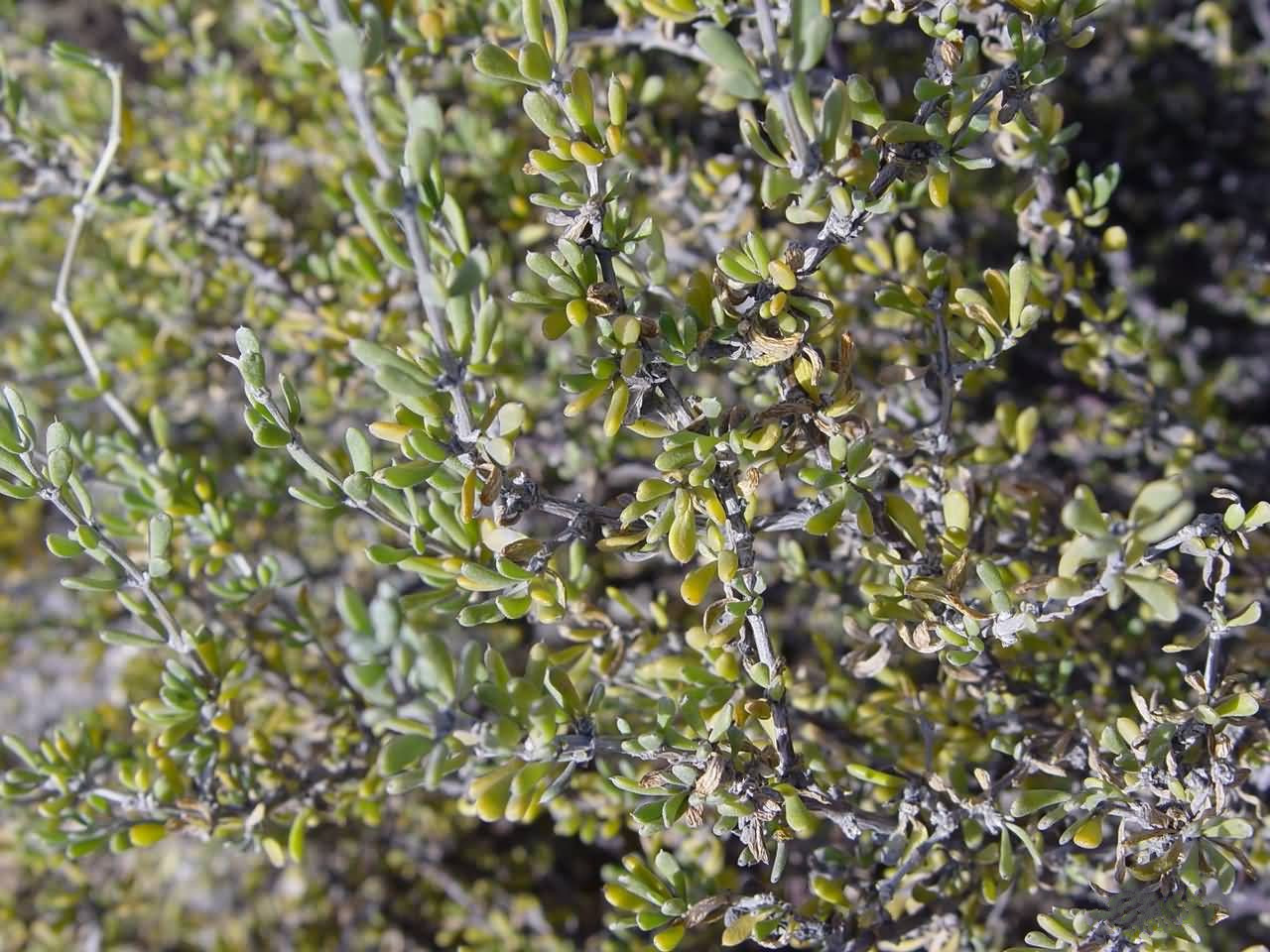 p>四合木(拉丁学名:tetraena mongolica maxim.