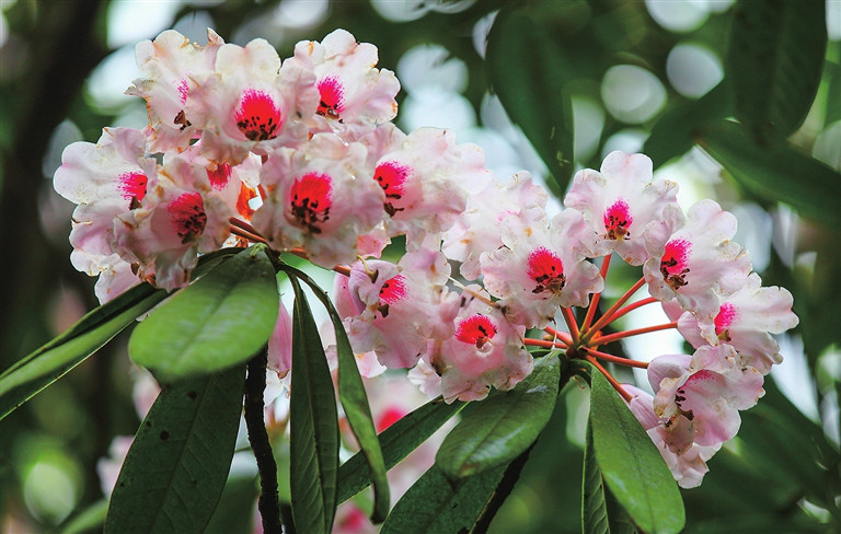  p>美容杜鹃(学名: i>rhododendron calophytum /i> franch):常绿灌木