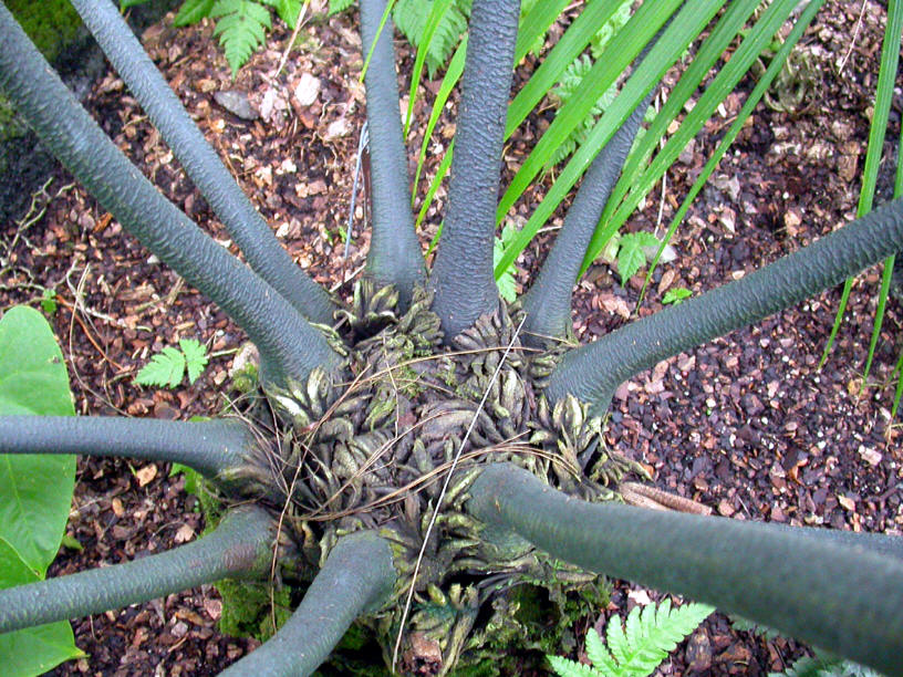  p>合囊蕨科是一类大型 a target="_blank" href="/item/蕨类植物