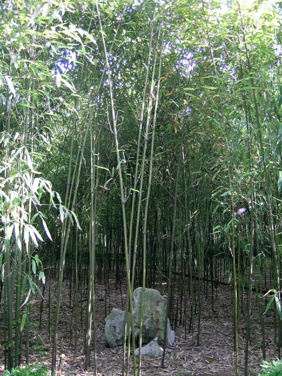  p>宜兴苦竹,产于江苏宜兴,是一种 a target="_blank" href="/item