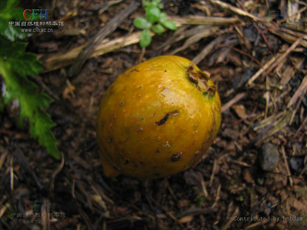 a. dc.)小乔木或灌木,高3-10米;小枝粗壮,圆柱状;芽被灰白色绢毛.