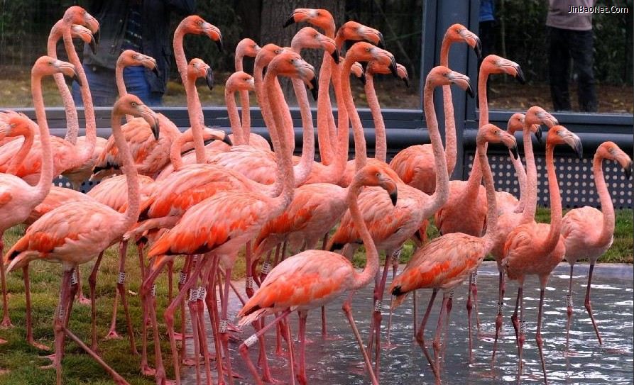  p>济南动物园原名金牛公园,后称金牛动物园,始建于1959年10月,1960年