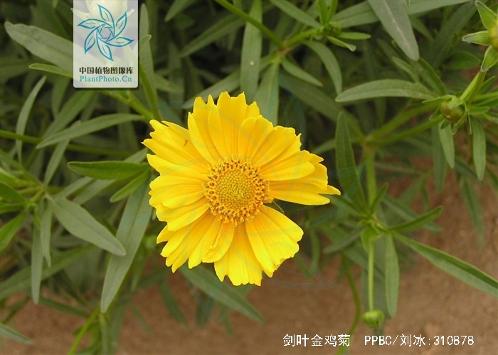  p>剑叶金鸡菊( i>coreopsis lanceolata /i> l.