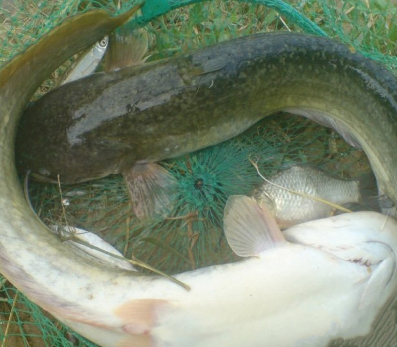  p>斑尾刺鰕虎鱼, i>acanthogobius elongata  /i>(fang,1942),鰕鯱鱼