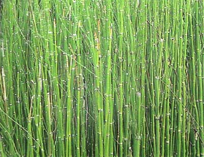  p>笔头菜也叫做问荆或杉菜,是野菜的一种分,布在山上,由于看上去像