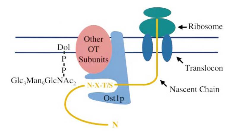 data-lemmaid="7911373">n-连接糖基化 /a>(n-linked glycosylation)