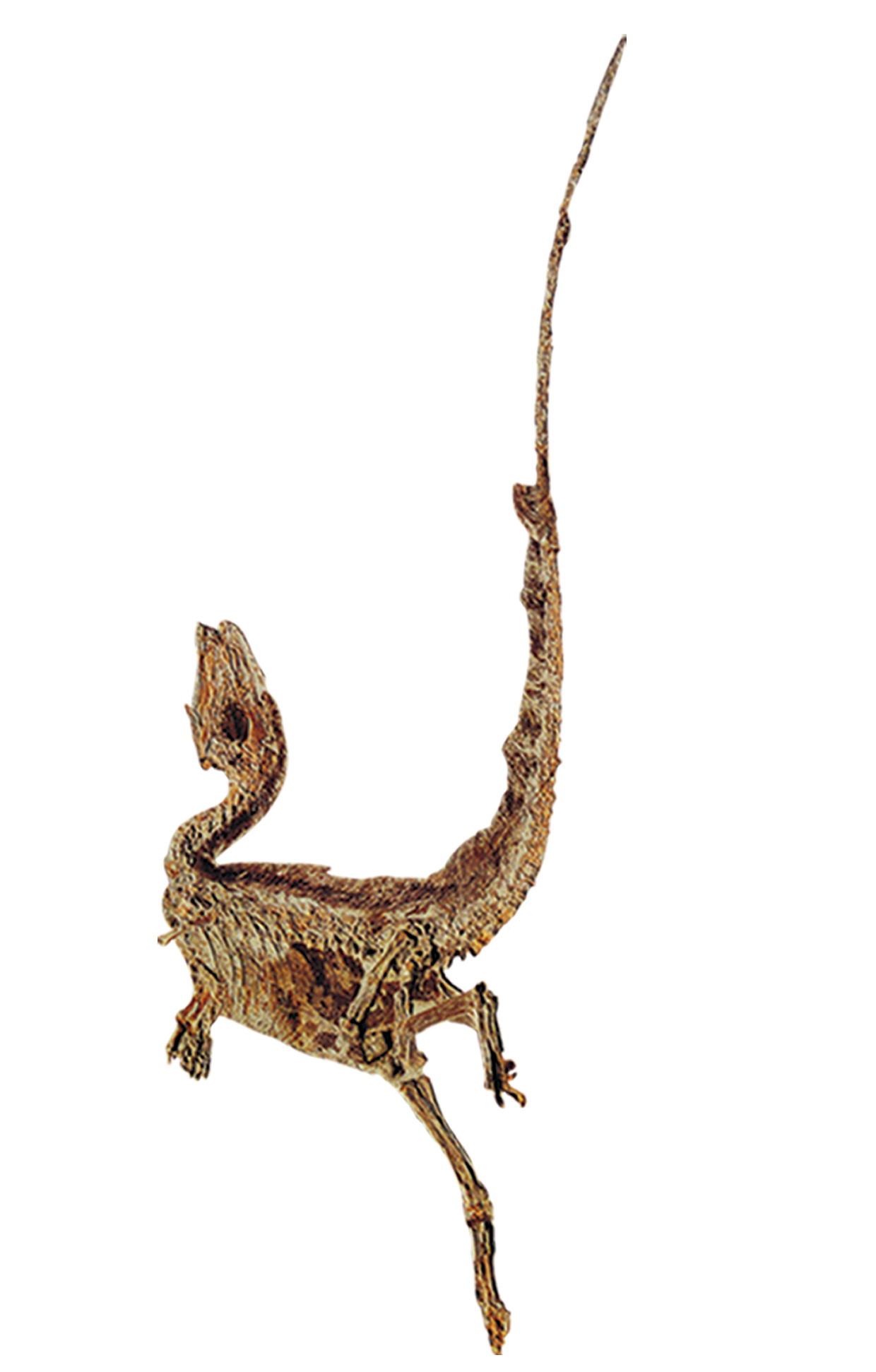  p>中华龙鸟生存于距今1.4亿年的早白垩世.