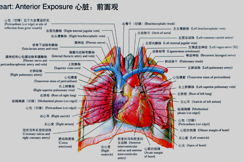 心脏