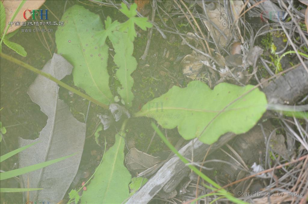  p>芜菁还阳参(学名: i>crepis napifera  /i>(franch.