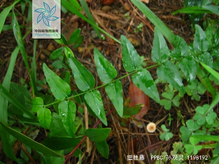  p>扭肚藤( i>jasminum elongatum (bergius) willd.
