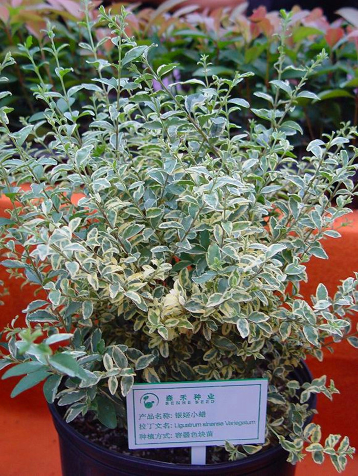  p>银姬小蜡(ligustrum sinense variegatum)别称:花叶女贞,是木犀