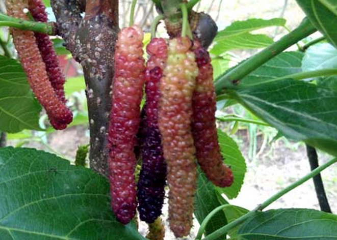  p>长穗桑是 a target="_blank" href="/item/荨麻目">荨麻目 /a>,桑