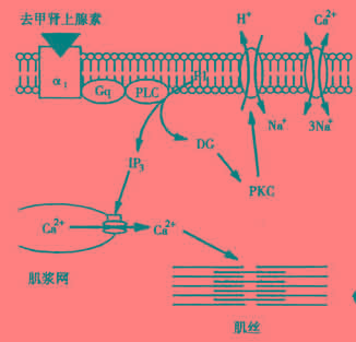 target="_blank" href="/item/继发性主动转运/5479235" data-lemmaid