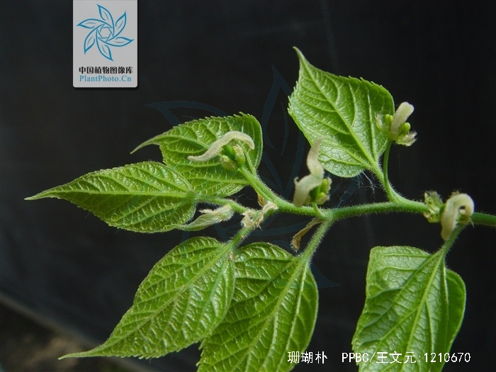  p>珊瑚朴(学名: i>celtis julianae  /i>schneid.