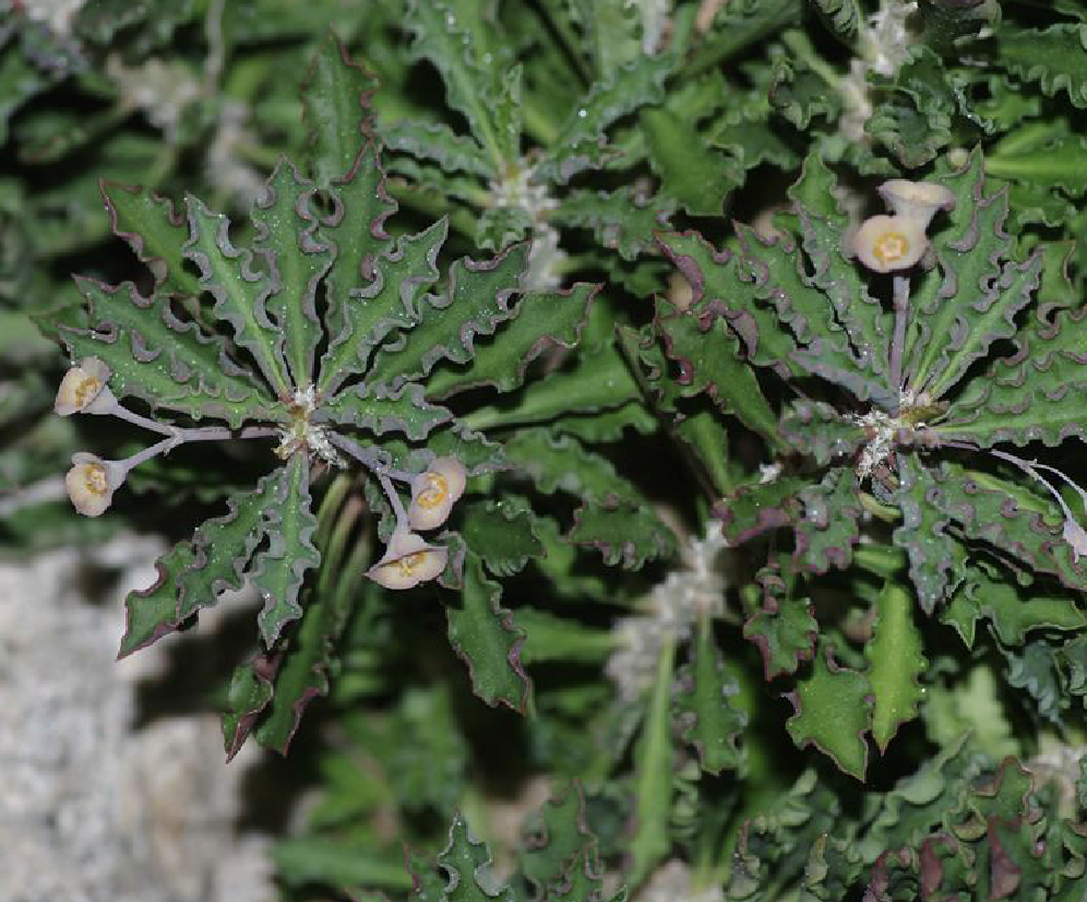euphorbia decaryi