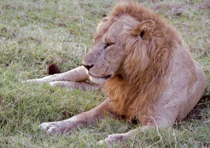  p>刚果狮(学名: i>panthera leo azandicus /i>):雄狮体重可达170