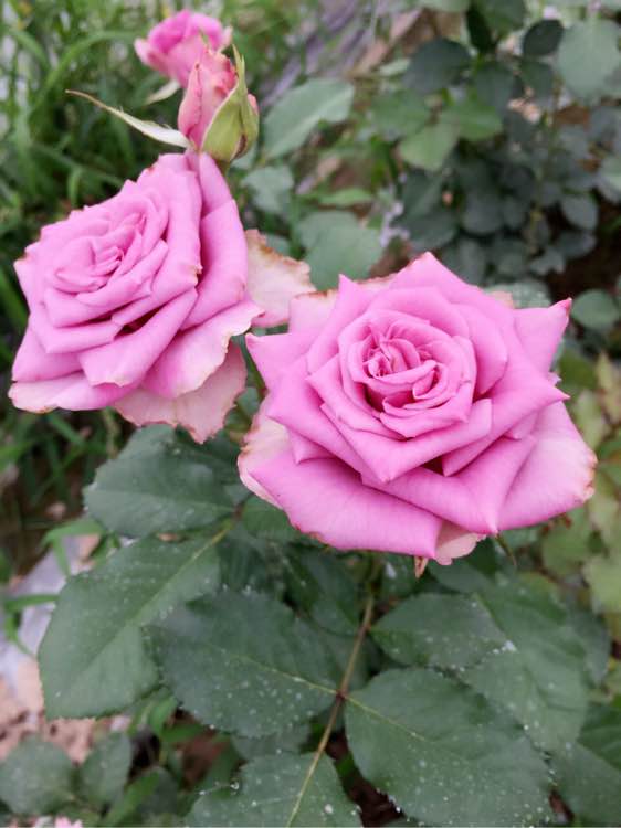  p>冷美人是一种月季种植物,用于生产切花, a target="_blank" href="