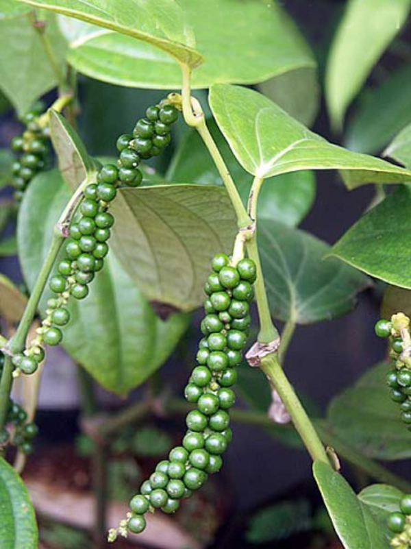  b>piper /b>  b>pingbienense /b> tseng)是胡椒科,胡椒属藤本灌木